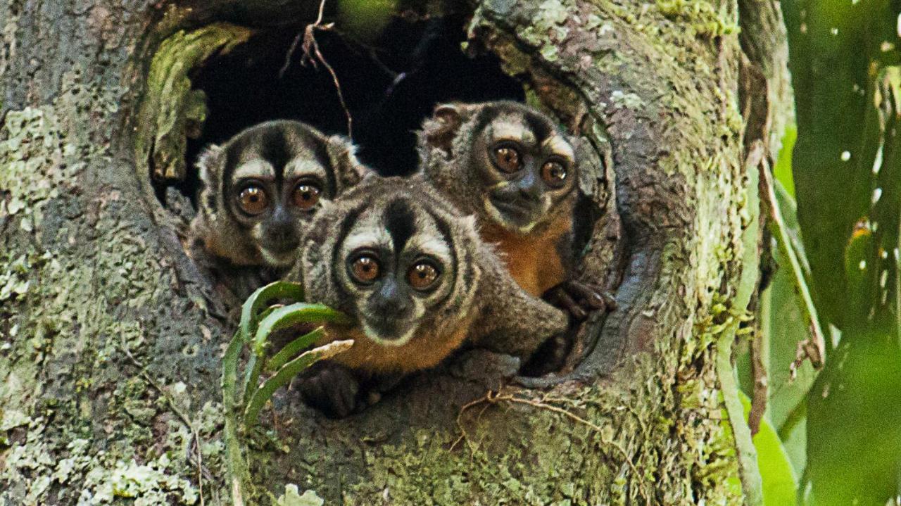 Grand Amazon Lodge And Tours Paraíso Exteriér fotografie