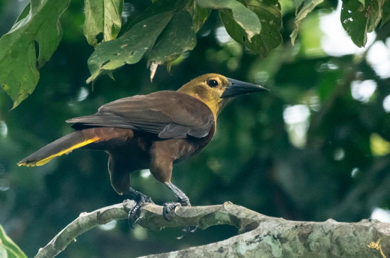 Grand Amazon Lodge And Tours Paraíso Exteriér fotografie